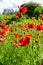 A sun-drenched field with beautiful blooming red poppy flowers.