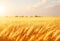 A sun-drenched field of golden wheat, swaying gently in the breeze.