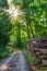 A sun-drenched forest through which a small path leads.