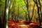 Sun-drenched path among beech trees with autumn leaves in Canfaito forest