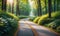 Sun-drenched path through lush green forest