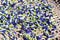 Sun dried butterfly pea flowers or Blue pea clitoria ternatea , natural sunlight