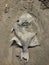 Sun Dried Fish Decaying on The Beach in Mazatlan