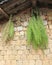 Sun-dried herbs under the eaves, adobe rgb