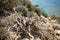 Sun-dried shrub on the rocky coast of the Mediterranean