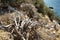 Sun-dried shrub on the rocky coast of the Mediterranean