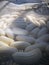 Sun-dried white bananas covered with gauze