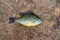 A sun fish Lepomis gibbosus caught.