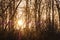 Sun flare through a group of trees in a forest outdoors in nature at sunset. Closeup view of dense woods with sunshine