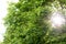 Sun flare through leafy green spring trees
