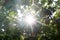 The sun flashed through blooming apple tree foliage full of white flowers