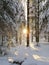 Sun flashed among trees covered with white snow in forest in frosty winter day