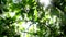Sun flashes and sparkles in blossoming apple tree foliage, tilt up