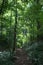 A sun-flooded temperate forest with a straight hiking path through the thick green undergrowth