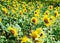 Sun flower against a blue sky