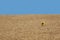 Sun flower alone in a wheat field