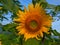 Sun flower & x28;Bunga matahari& x29;
