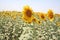 Sun flower farming and seed industry