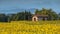 Sun Flower Field Landscape in Tuscany, Italy