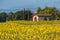 Sun Flower Field in Tuscany Landscape, Italy