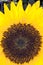 Sun Flower (Helianthus annuus)