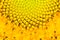 The sun flower in macro view, seed pattern