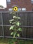 Sun flower reaching the sky plant