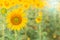 Sun flower the sign of hope for your success background.