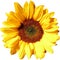 Sun flower on transparent background in the additional png file