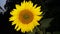 Sun flower very attractive in India