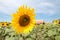 Sun flower will look beautiful in field