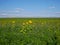 Sun flowers field in sunny day next to Gilching Munich Bavaria Germany