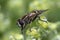 Sun Fly Helophilus pendulus on Alpine lady`s mantle Alchemill