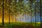 Sun in forest. Illustranion Green spring trees in forest. Beautiful magic landscape