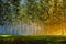 Sun in forest. Illustranion Green spring trees in forest. Beautiful magic landscape