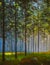 Sun in forest. Illustranion Green spring trees in forest. Beautiful magic landscape