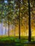 Sun in forest. Illustranion Green spring trees in forest. Beautiful magic landscape