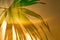 Sun glare, palm leaves, abstract background wallpaper. Heat desert.