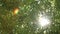 Sun Glimmering through green bamboo leaves,focus pulled