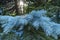 The Sun glistens in the spider web of a beautiful blue spruce