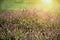 Sun Glow Over Persicaria Longiseta Plant