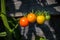 Sun Gold cherry tomatoes at different stages of ripeness on the vine