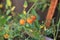 Sun gold Cherry Tomatoes on the vine