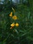 Sun hemp yellow flower in fileds