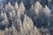 Sun illuminated pine trees covered in snow after storm