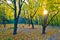 The sun illuminates the autumn foliage of maples in the morning.