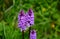 The sun illuminates a splendid mountain orchid