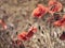 The sun illuminates the wild poppies close-up. Nature background