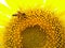 Sun-Kissed Beauty: Captivating Sunflower Blossoms in Bloom