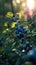 Sun-kissed blueberry clusters hanging amidst lush foliage, ready for harvest